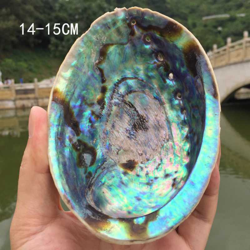 Large Natural Abalone Shell for Smudging (Stand Sold Separately)