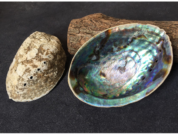 Large Natural Abalone Shell for Smudging (Stand Sold Separately)