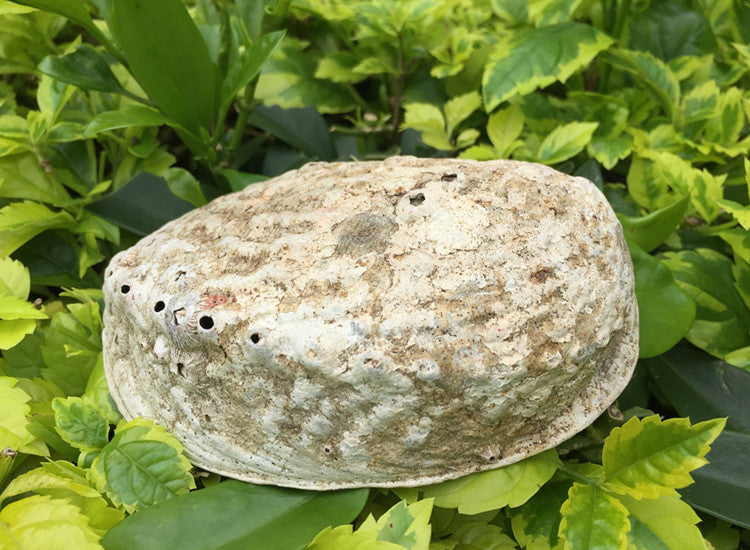 Large Natural Abalone Shell for Smudging (Stand Sold Separately)